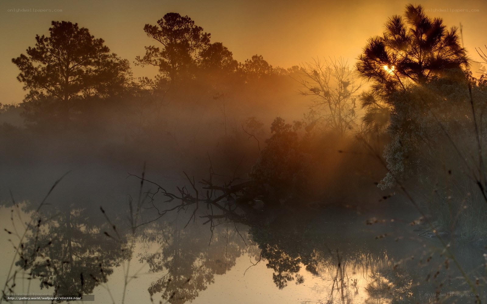 Misty sunrise over a forest pond