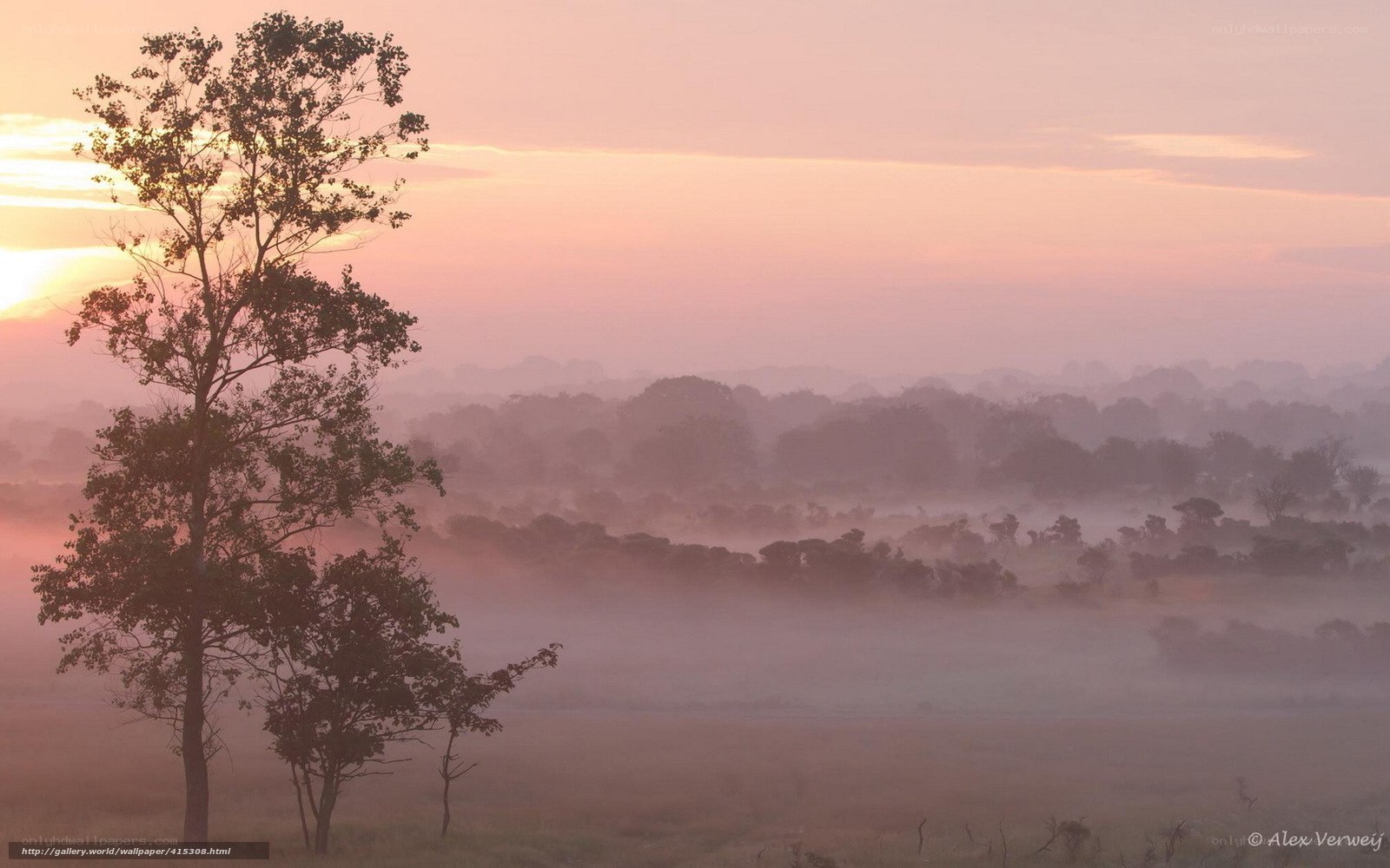 Misty sunrise over a forest