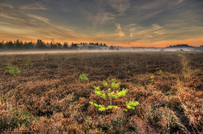 Misty sunrise over a heathland