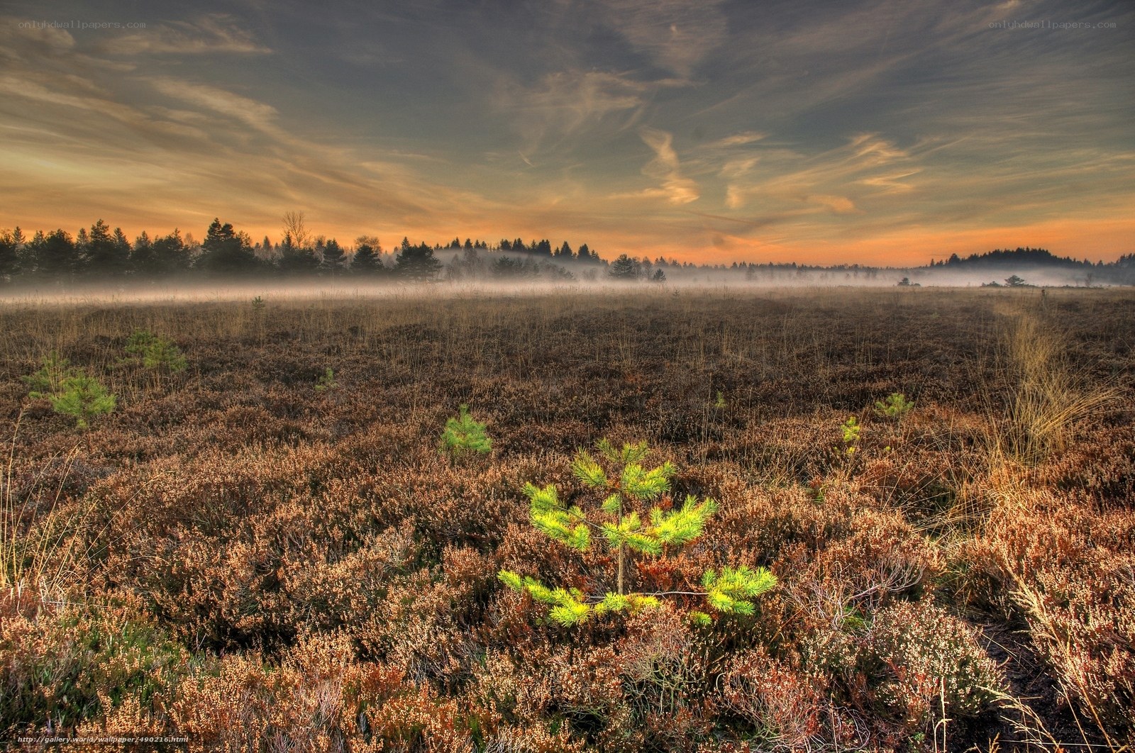 Misty sunrise over a heathland