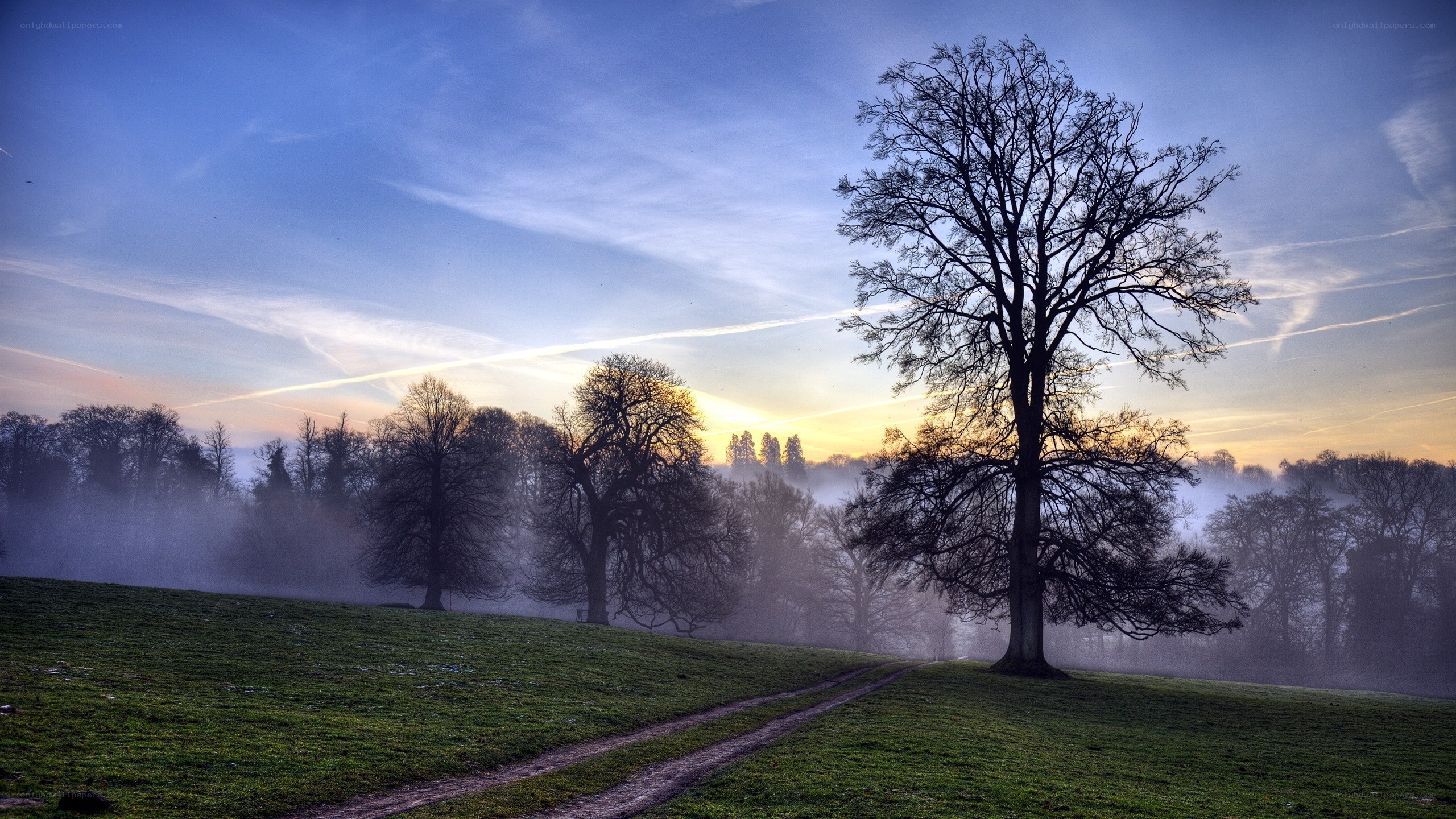 Misty sunrise over a lone tree