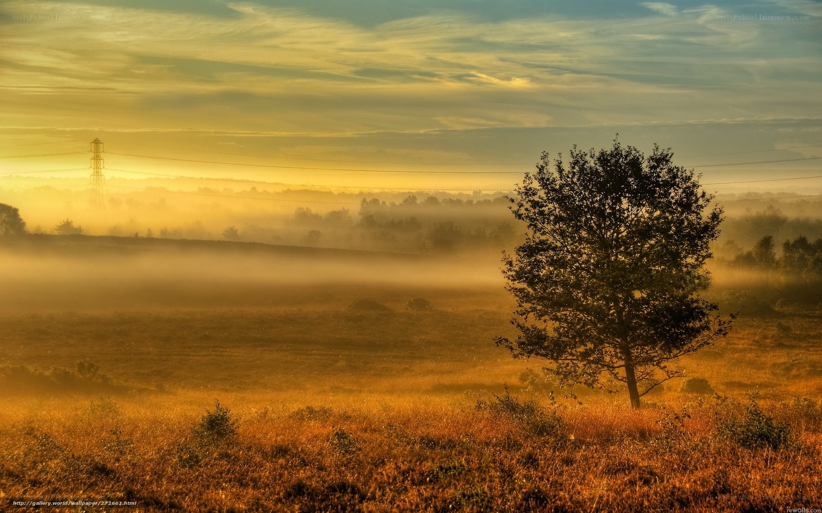 Misty sunrise over a lone tree