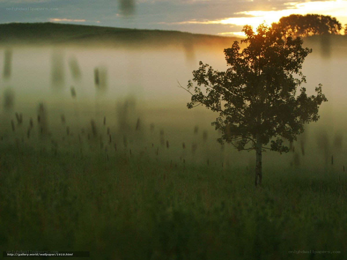 Misty sunrise over a lone tree