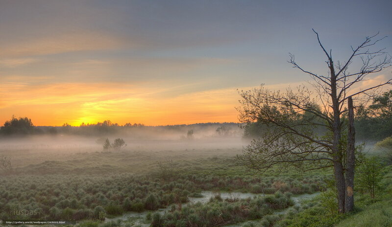 Misty sunrise over a marsh