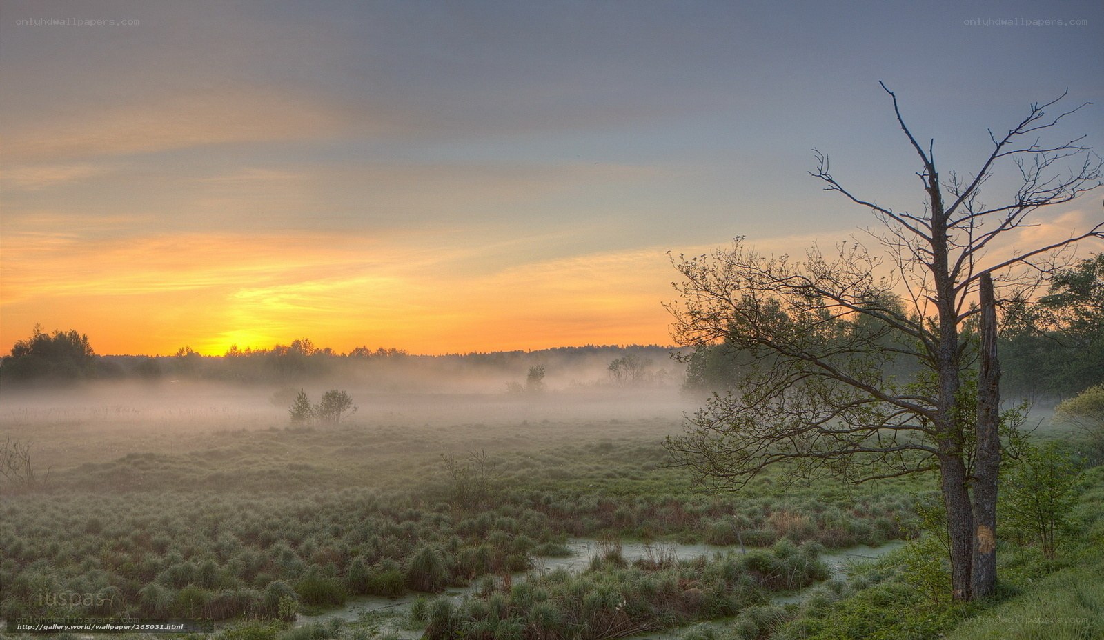 Misty sunrise over a marsh