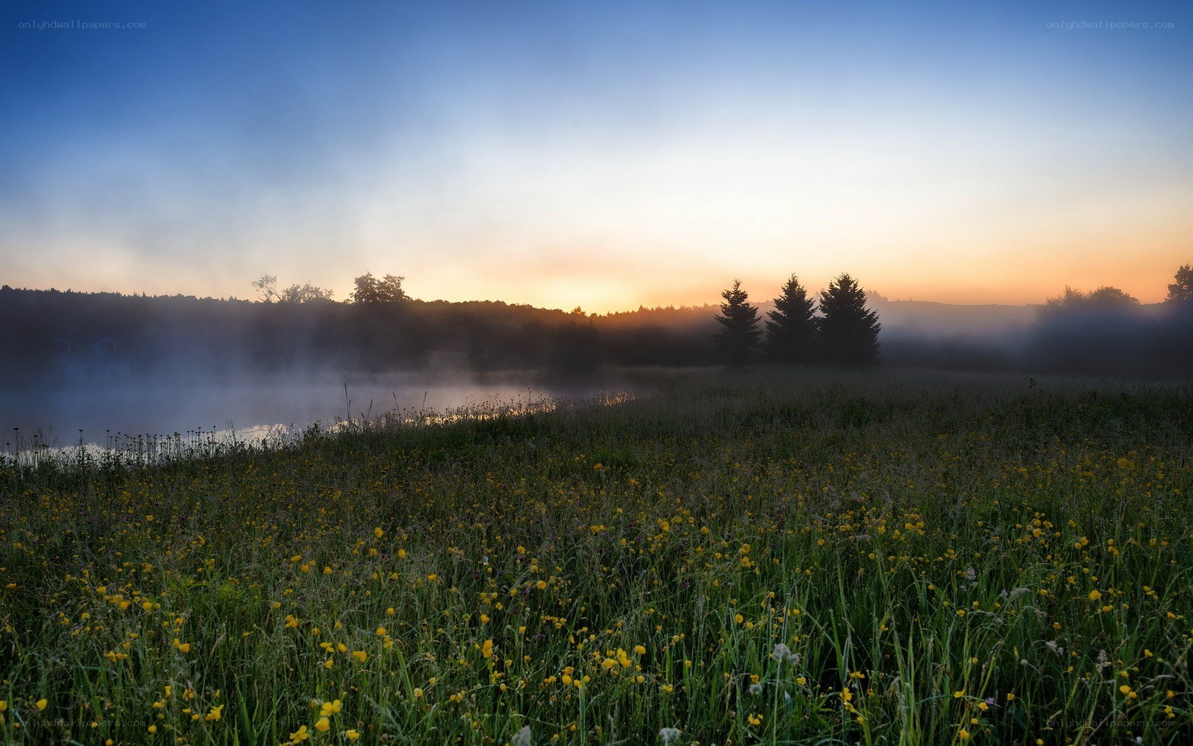 Misty sunrise over a meadow