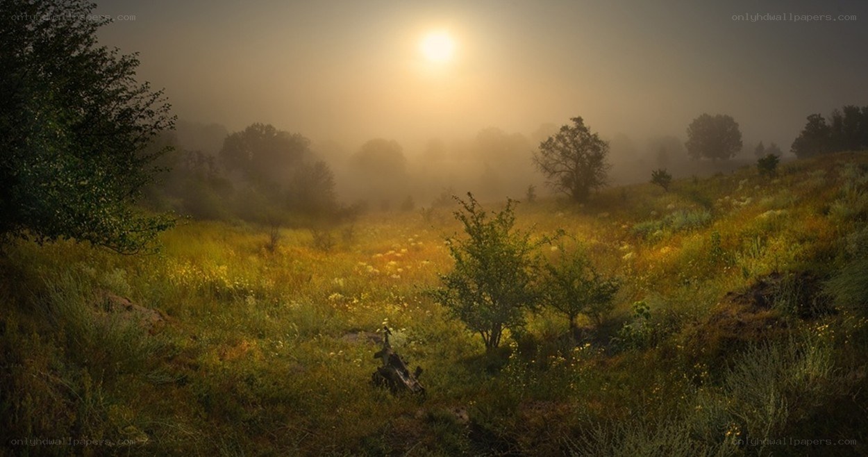 Misty sunrise over a meadow