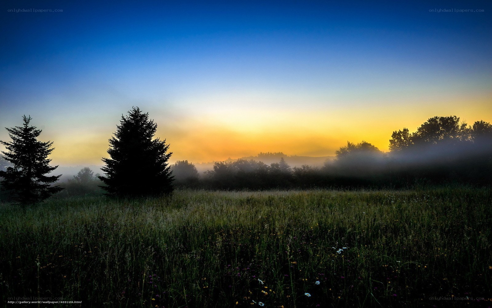 Misty sunrise over a meadow