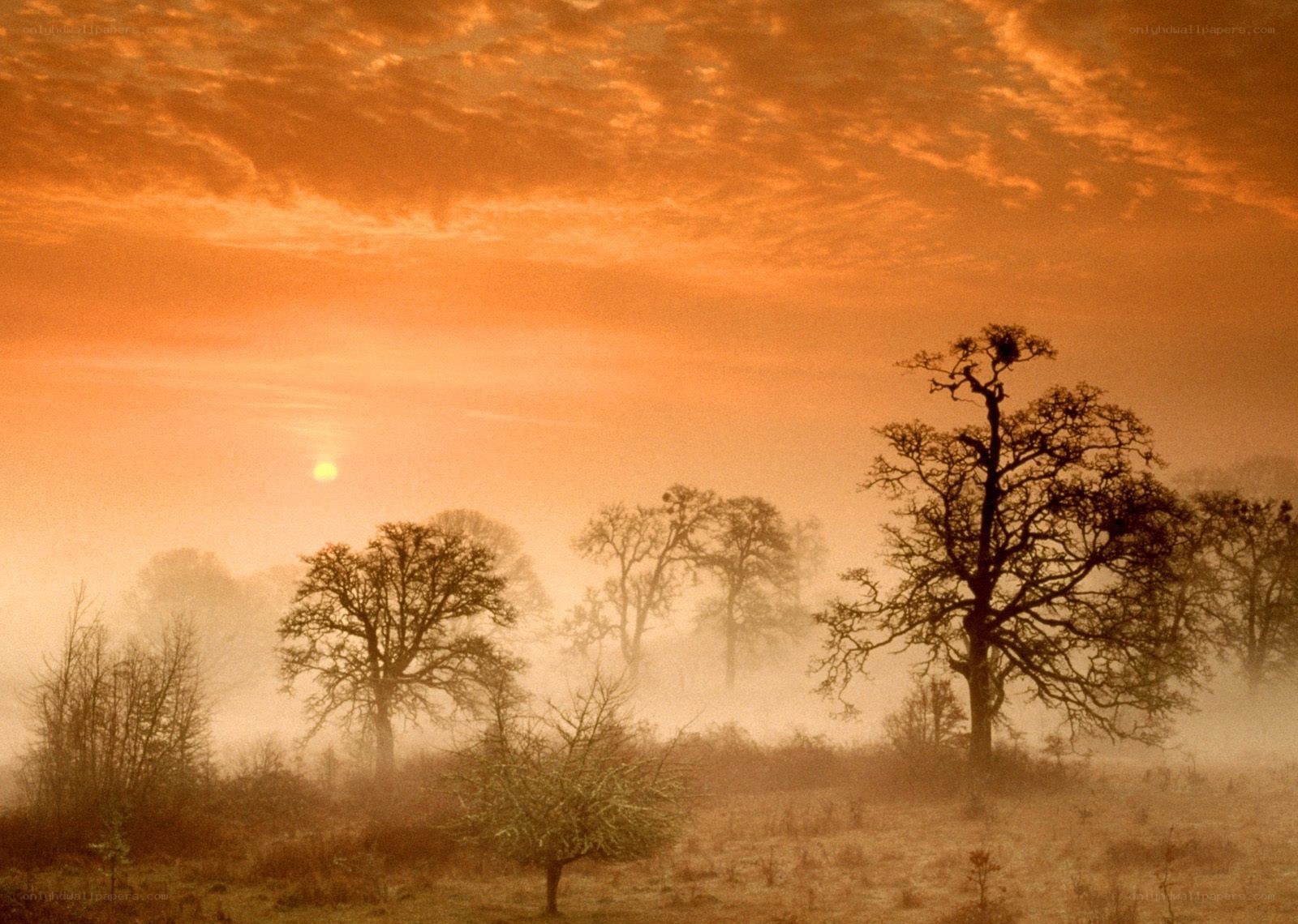 Misty sunrise over trees
