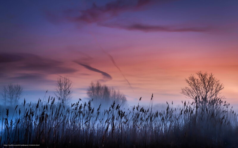 Misty sunset over reeds