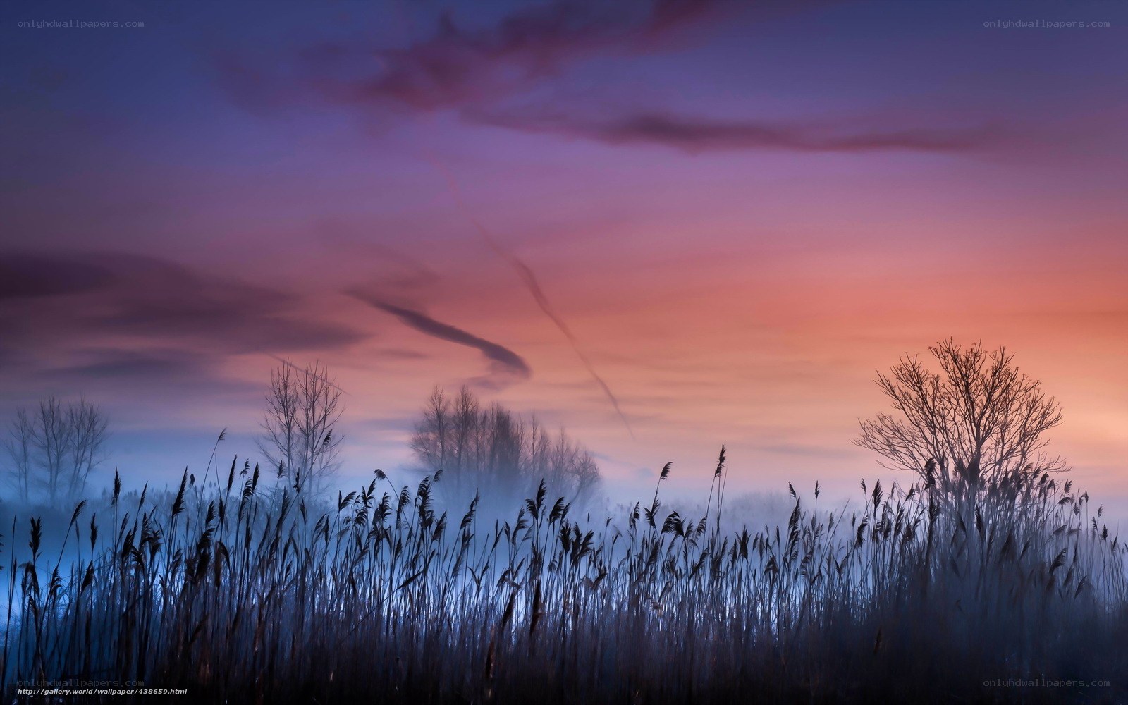 Misty sunset over reeds