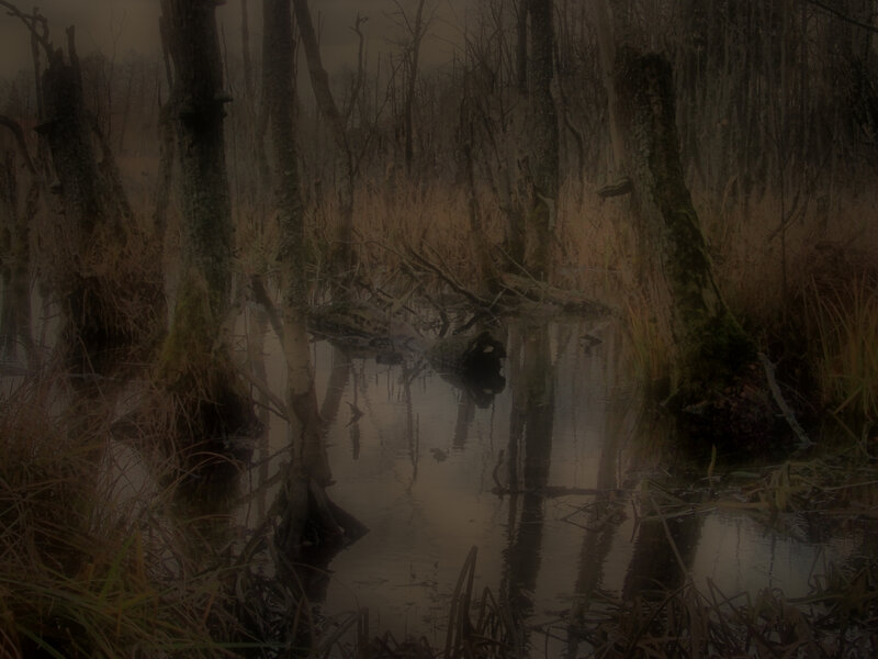 Misty swamp at dawn