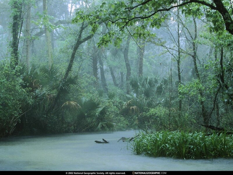 Misty swamp forest scene