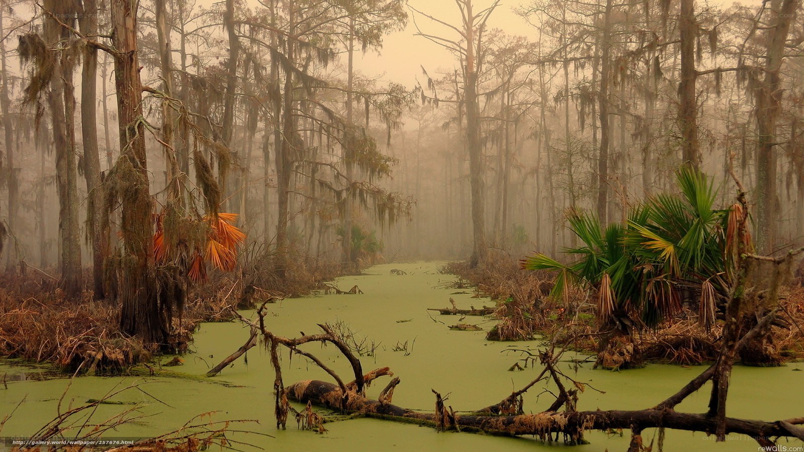 Misty swamp with cypress trees