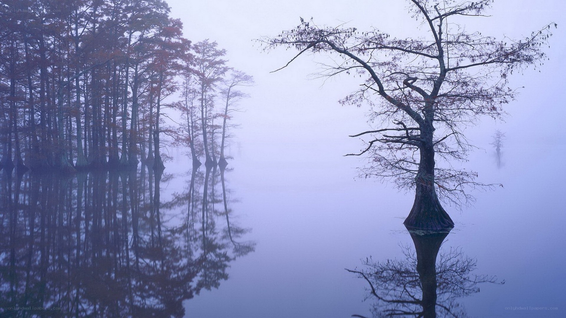 Misty swamp with cypress trees