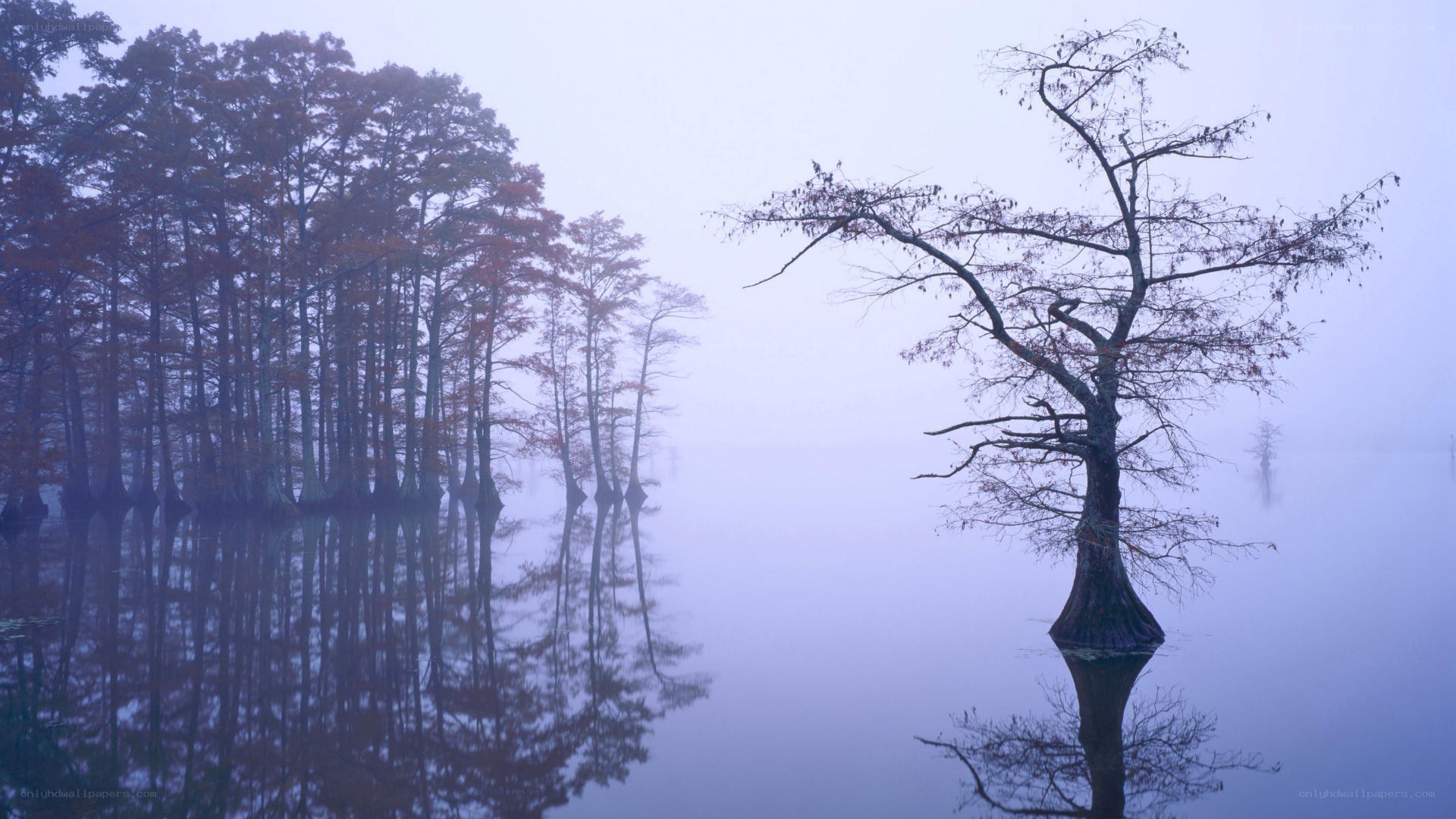 Misty swamp with cypress trees