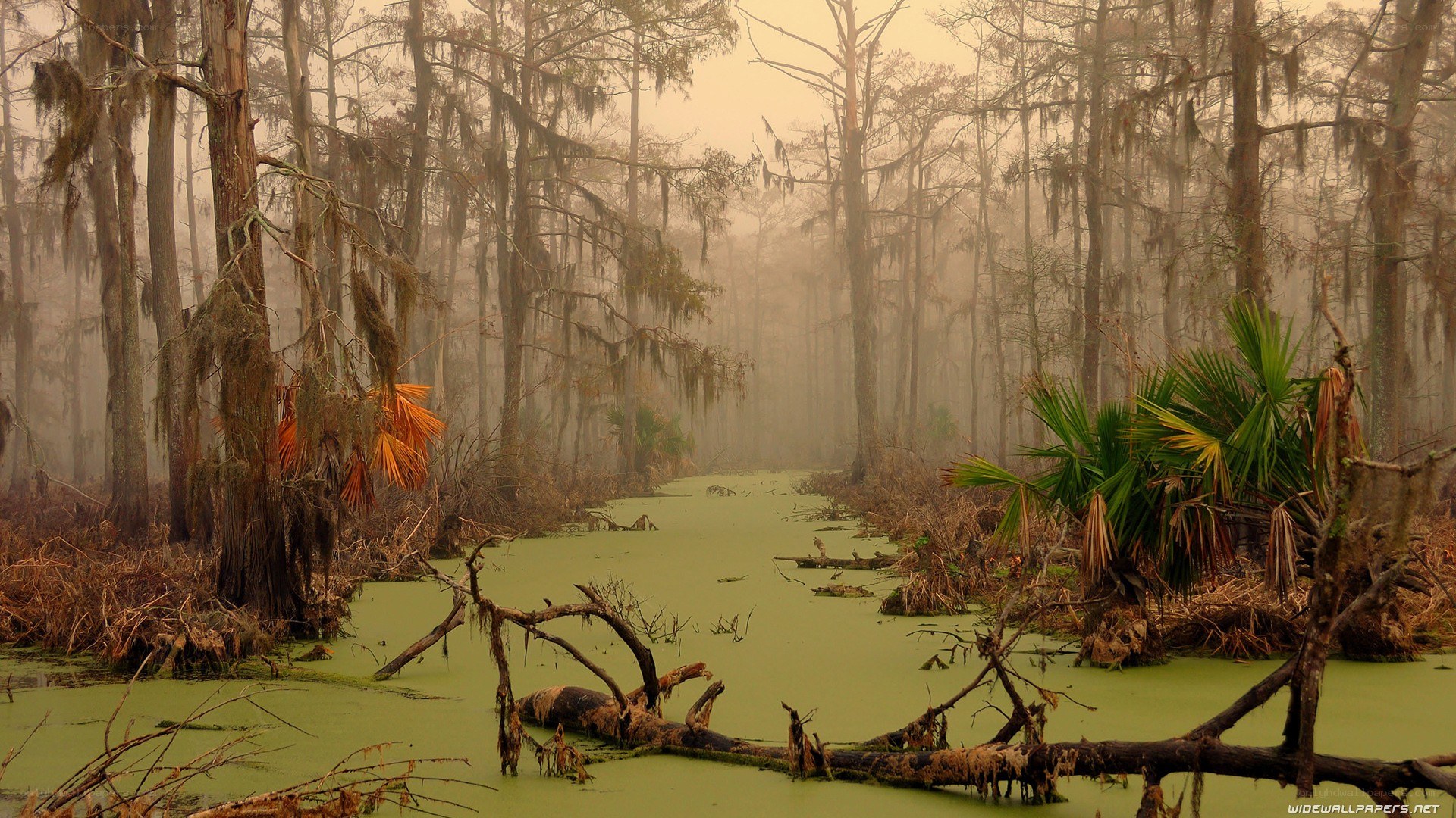 Misty swamp with cypress trees