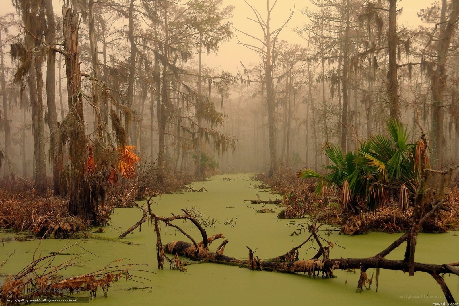 Misty swamp with cypress trees