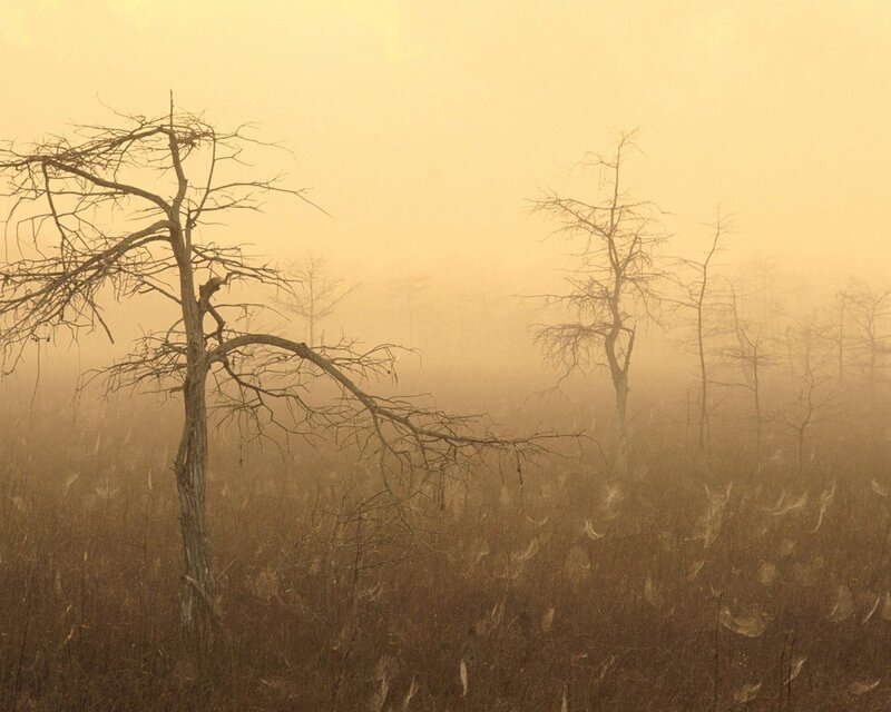 Misty swamp with dead trees