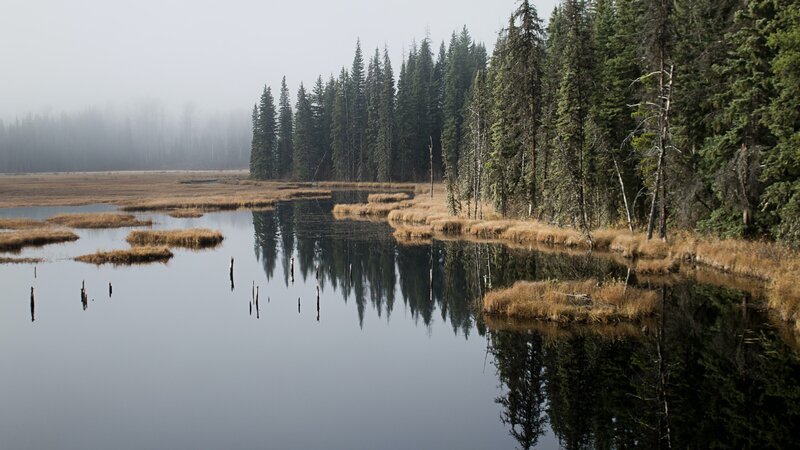 Misty Swamp with Trees