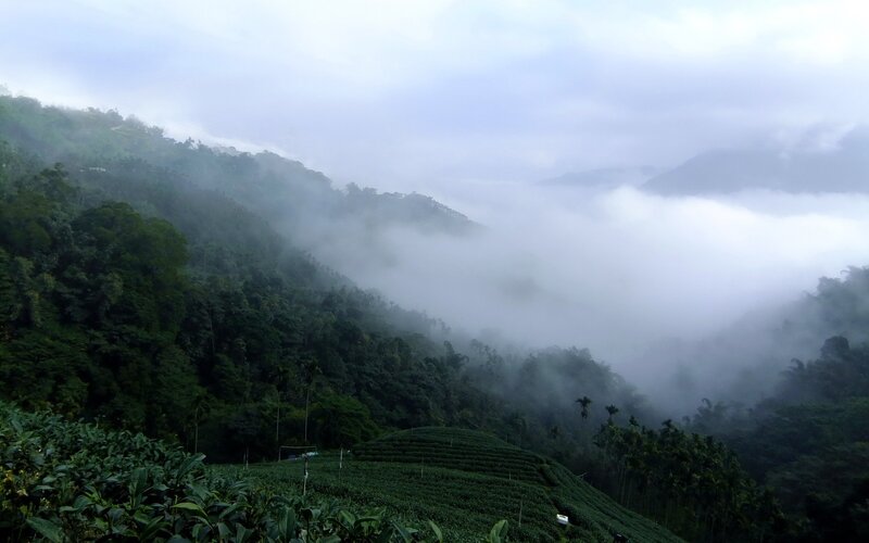 Misty tea fields in the mountains