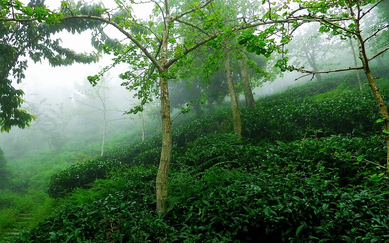 Misty tea plantation