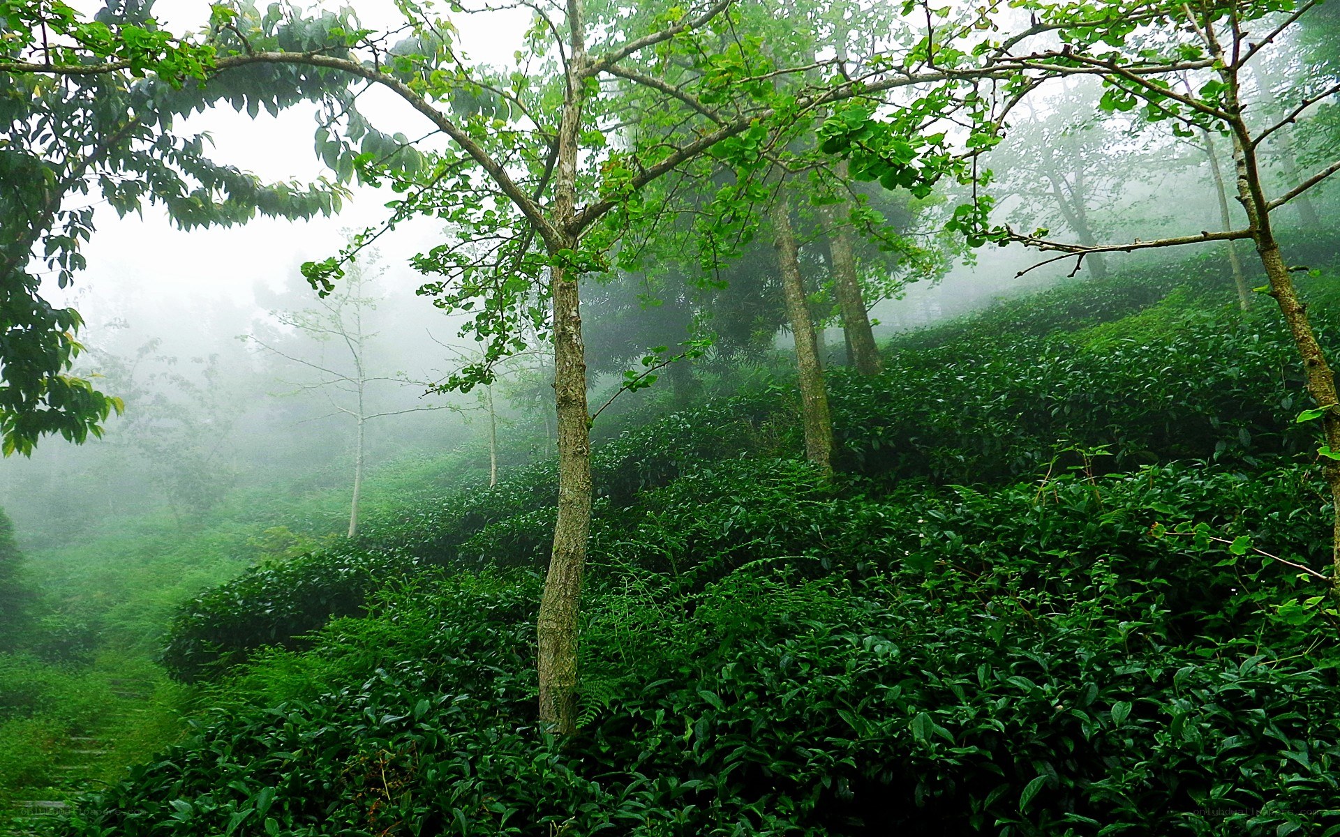 Misty tea plantation