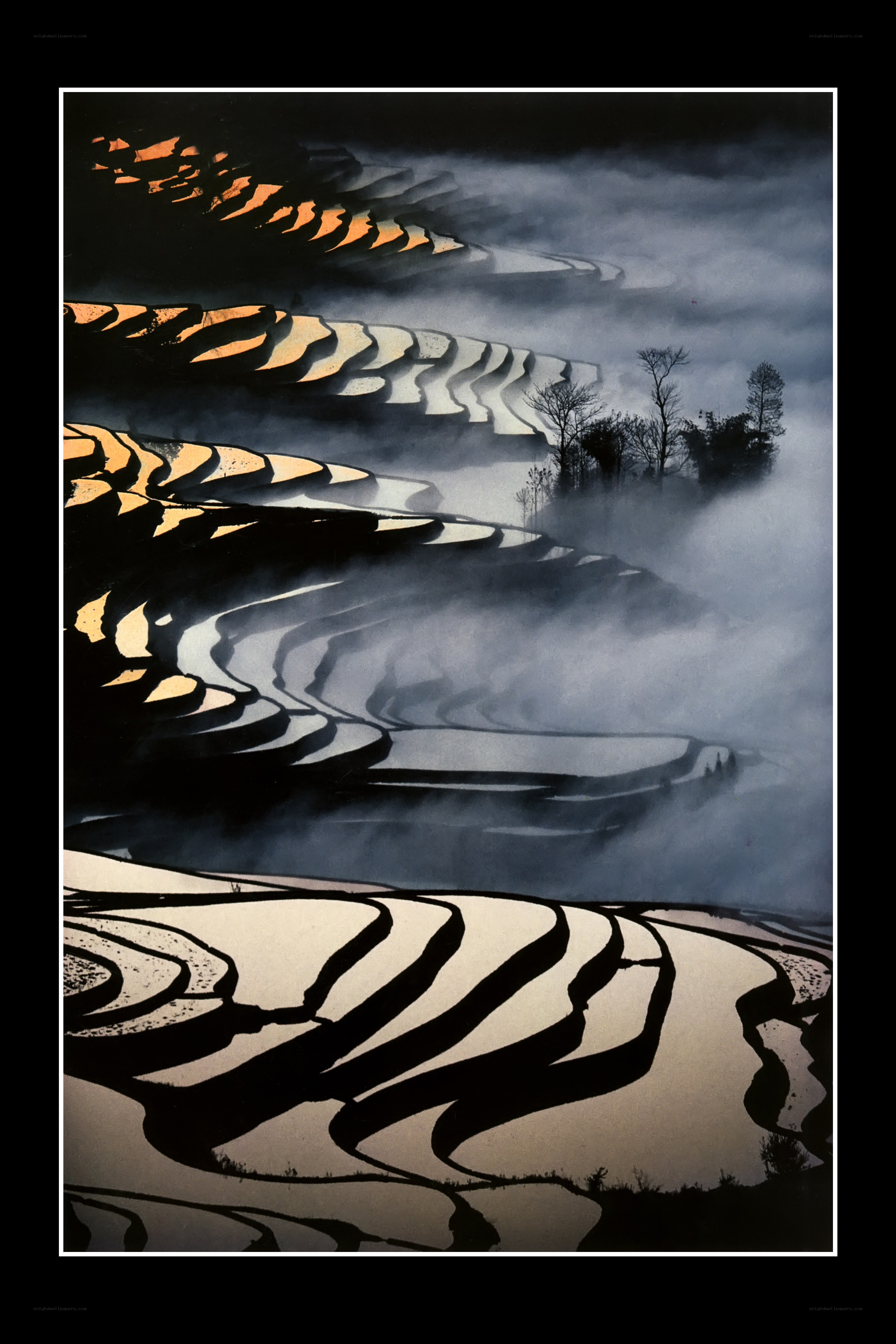 Misty Terraced Rice Fields