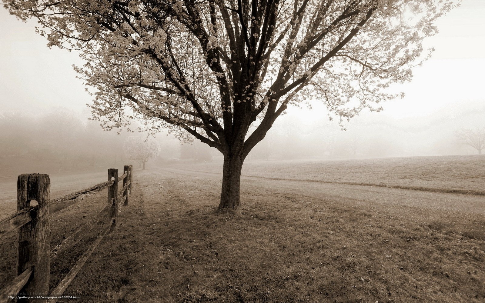 Misty tree in a foggy field