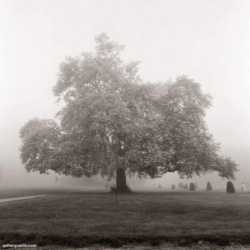 Misty Tree in a Foggy Landscape