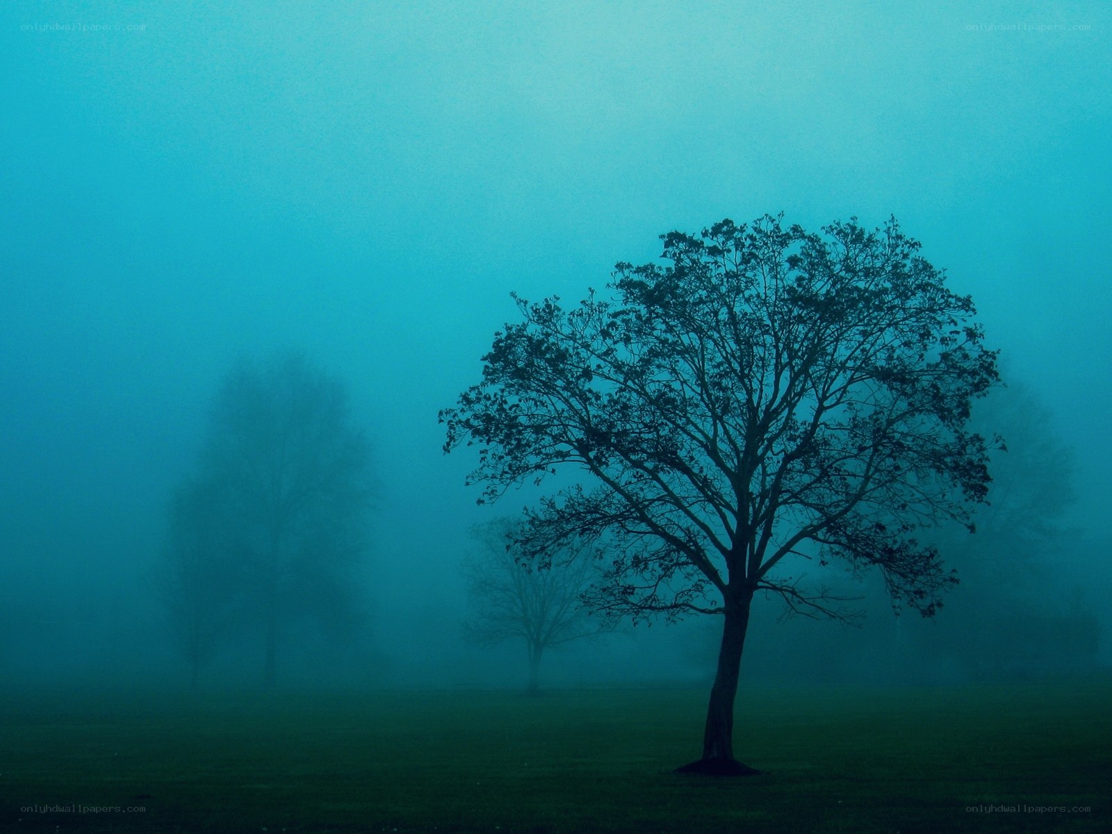 Misty tree in fog