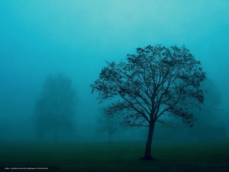 Misty tree in fog