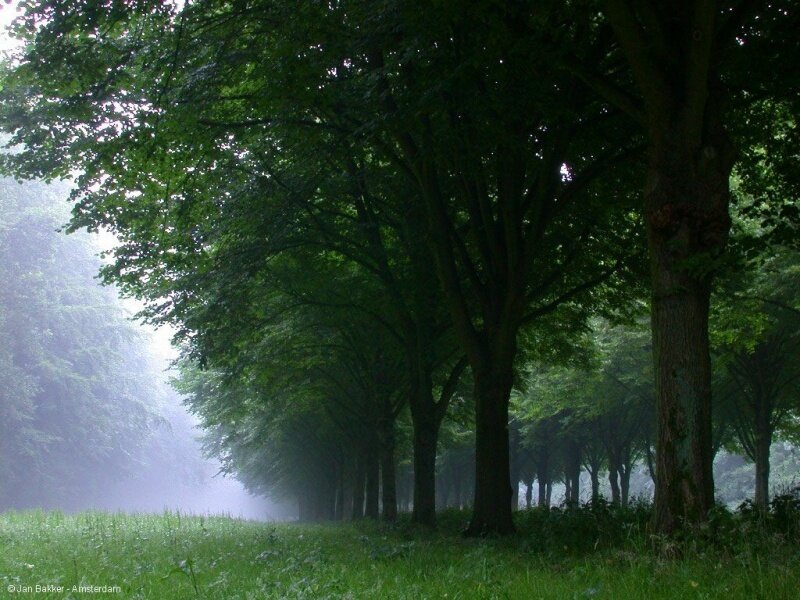 Misty tree-lined path