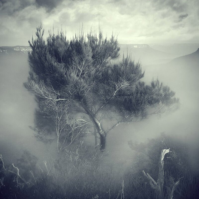 Misty tree on a hillside