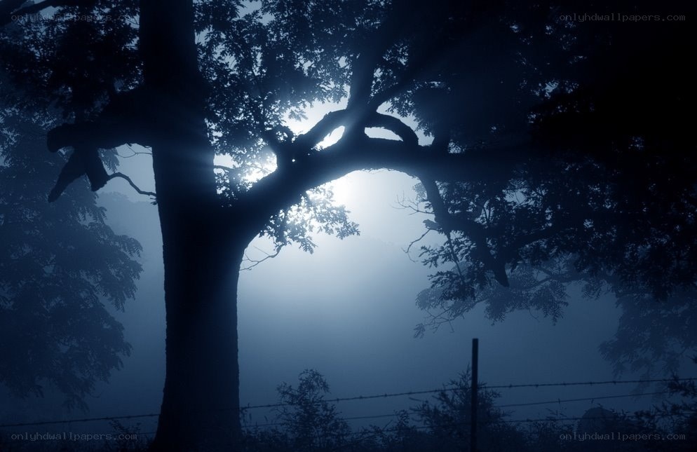 Misty tree silhouette at dawn