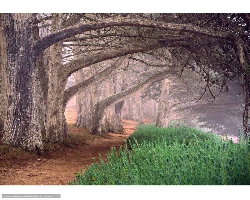 Misty tree tunnel path
