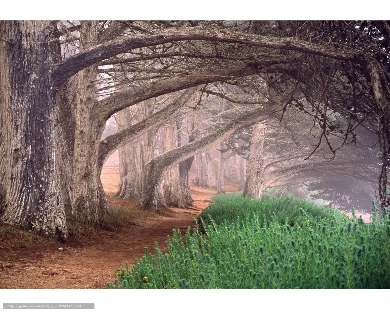 Misty tree tunnel path