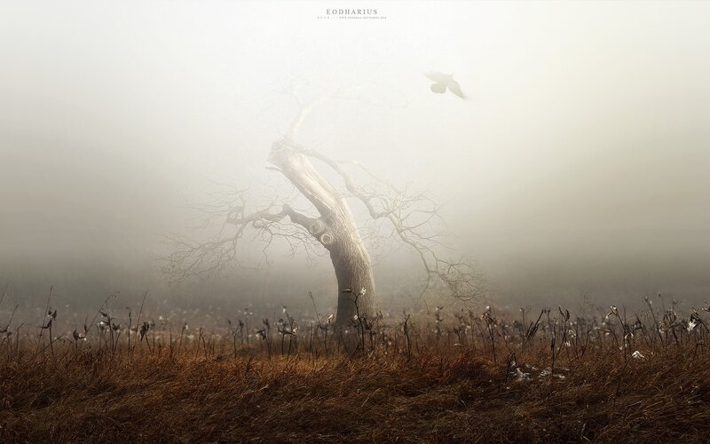 Misty tree with flying bird