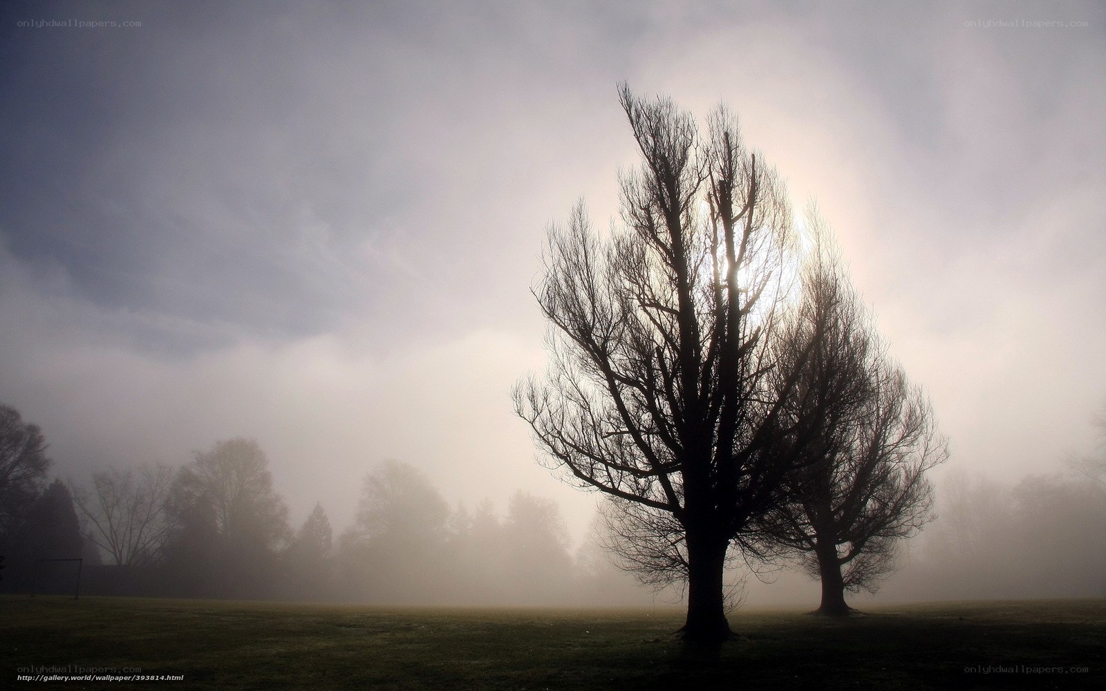 Misty trees at sunrise