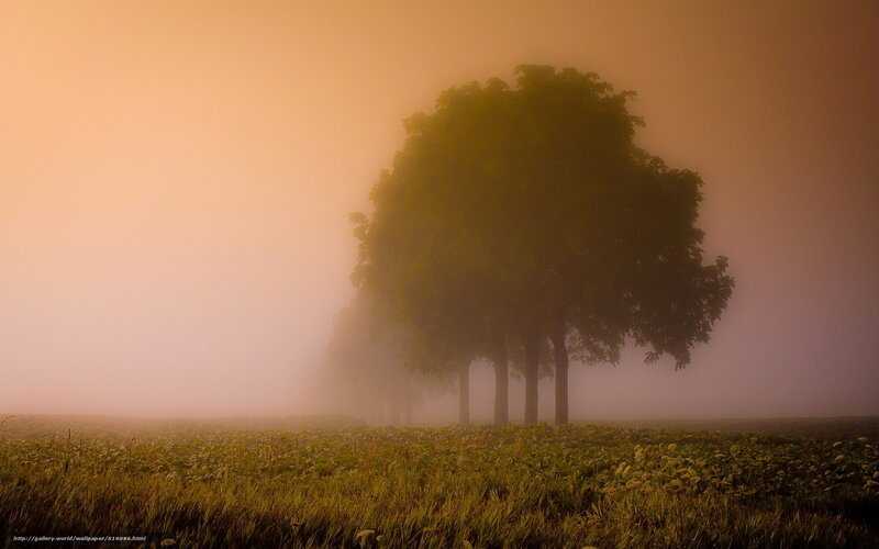 Misty Trees in a Field