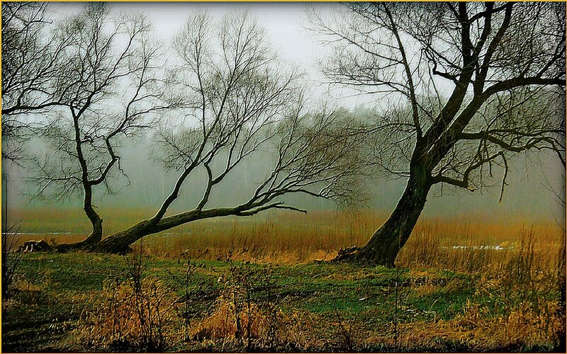 Misty trees in a foggy field