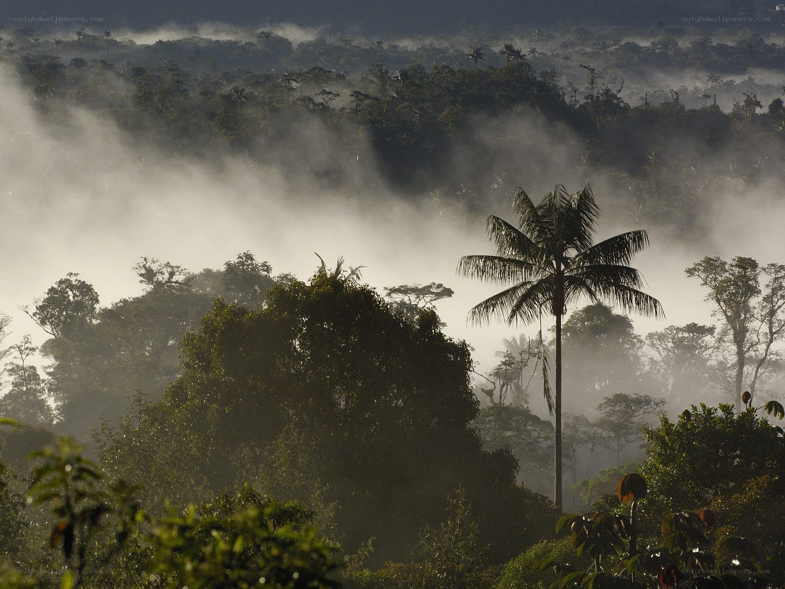 Misty tropical forest at dawn