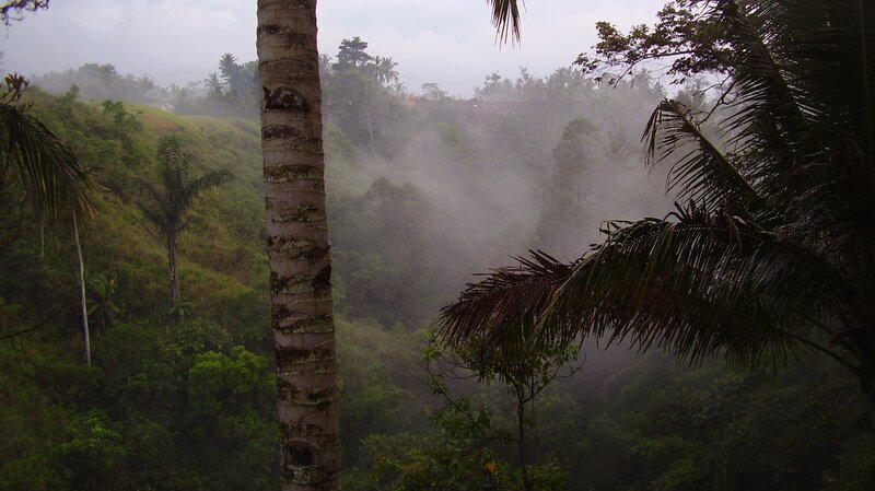 Misty tropical forest valley