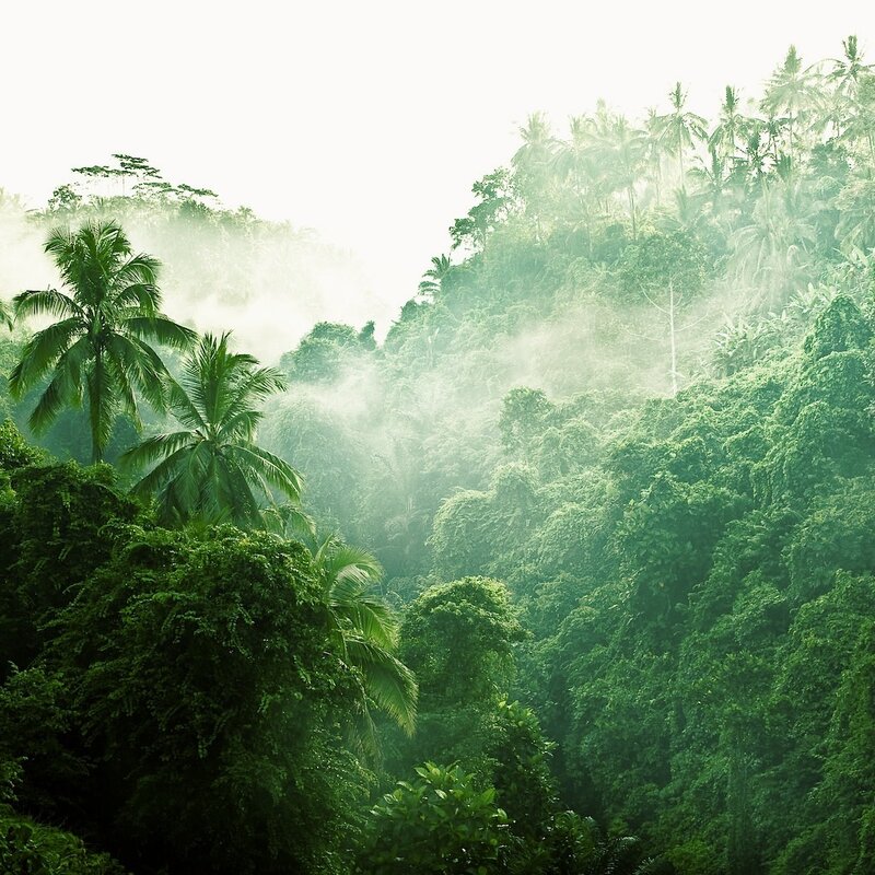 Misty tropical forest valley