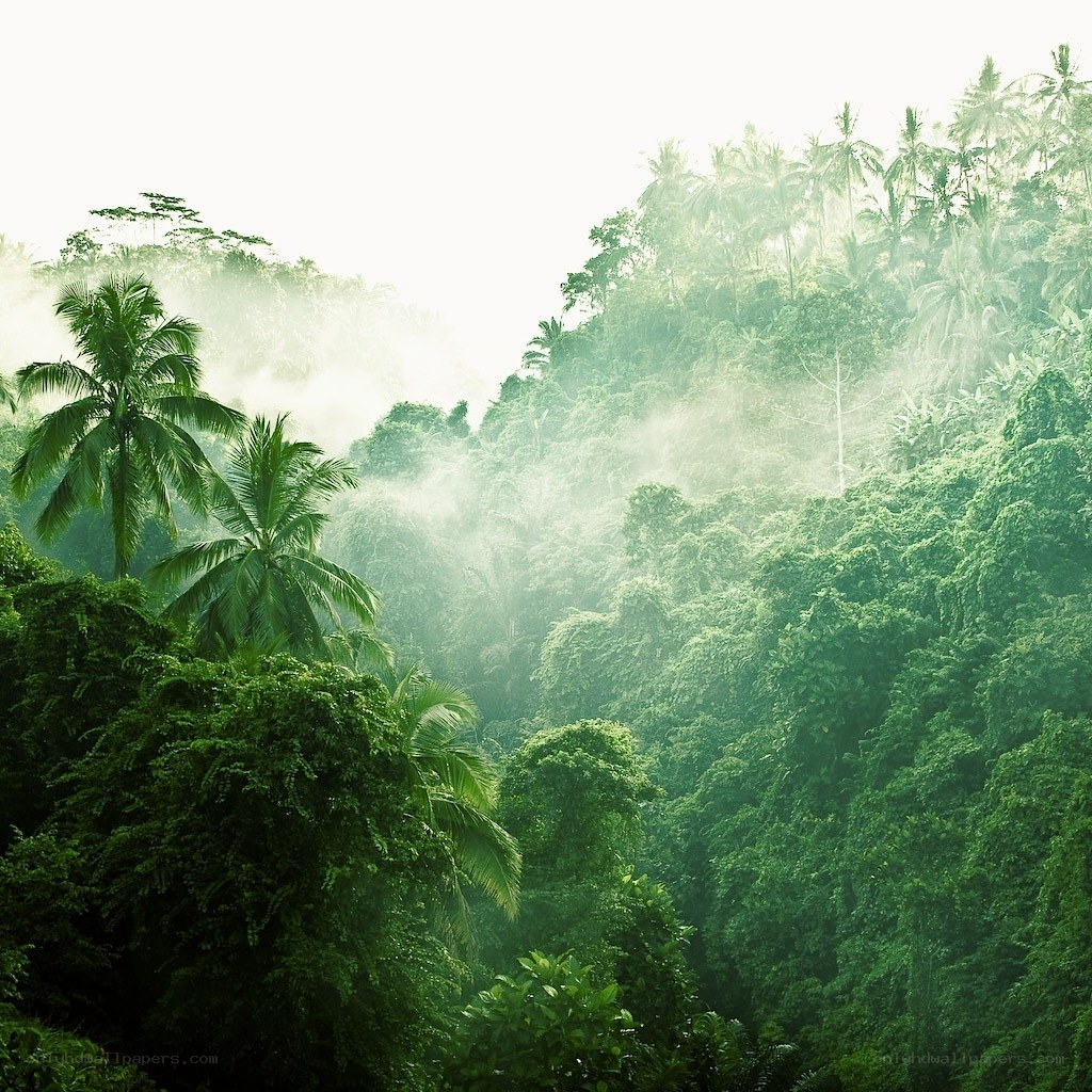 Misty tropical forest valley