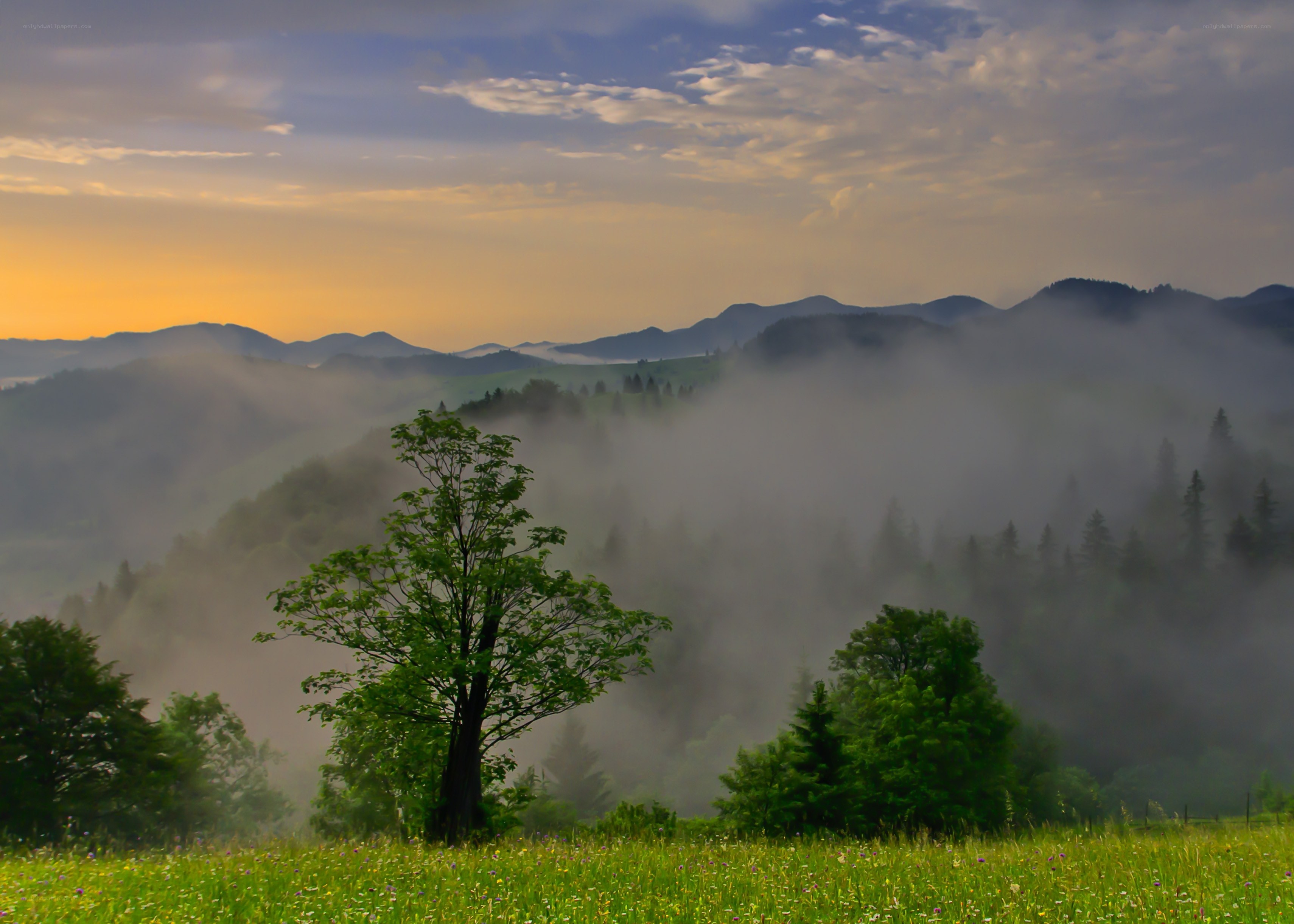 Misty valley at sunrise