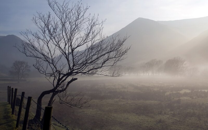Misty valley with bare tree