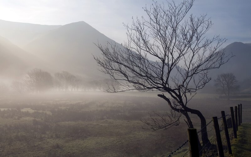 Misty valley with bare tree