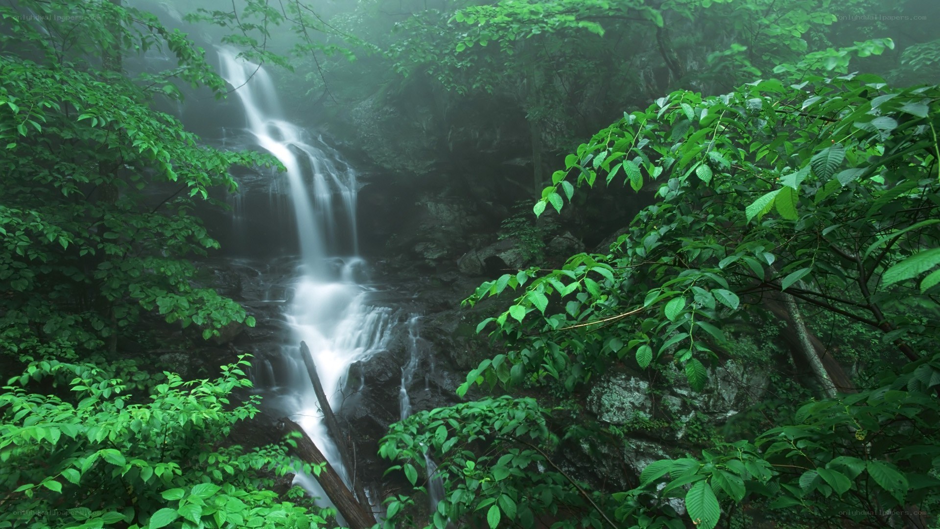 Misty waterfall in forest