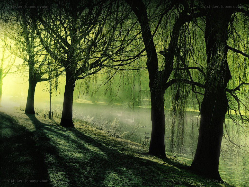 Misty willow trees by a lake